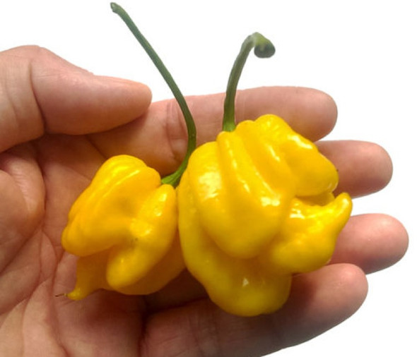 Trinidad Scorpion Butch T Yellow Chilli Image, Chillies on the Web